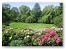der Garten im Sommer ....